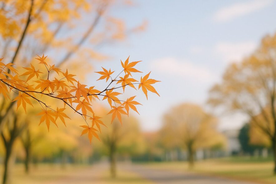 11月中旬の季節感と時期目安