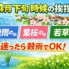4月下旬の時候の挨拶｜迷ったらこの3つでOK【例文あり】